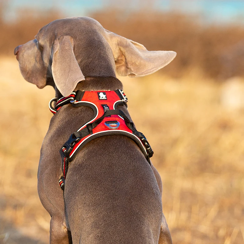 Светоотражающий нейлоновый шле – обзор и цена Running Gear Dog