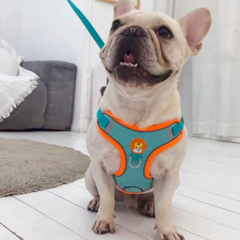 Светоотражающий поводок для со – обзор и цена Running Gear Dog